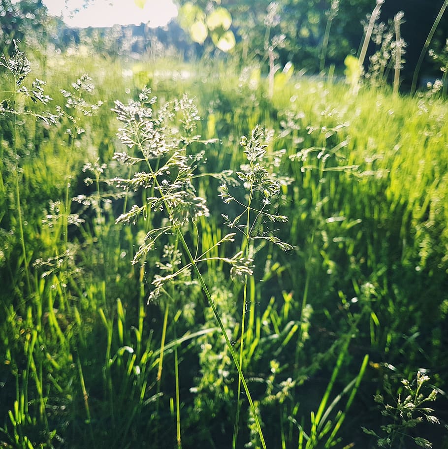 grass, green, afternoon, sunrays, growth, plant, field, nature HD wallpaper
