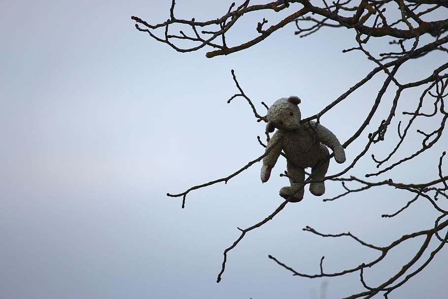 teddy bear, tree, stuck, helpless, toy, branch, sky, nature HD wallpaper
