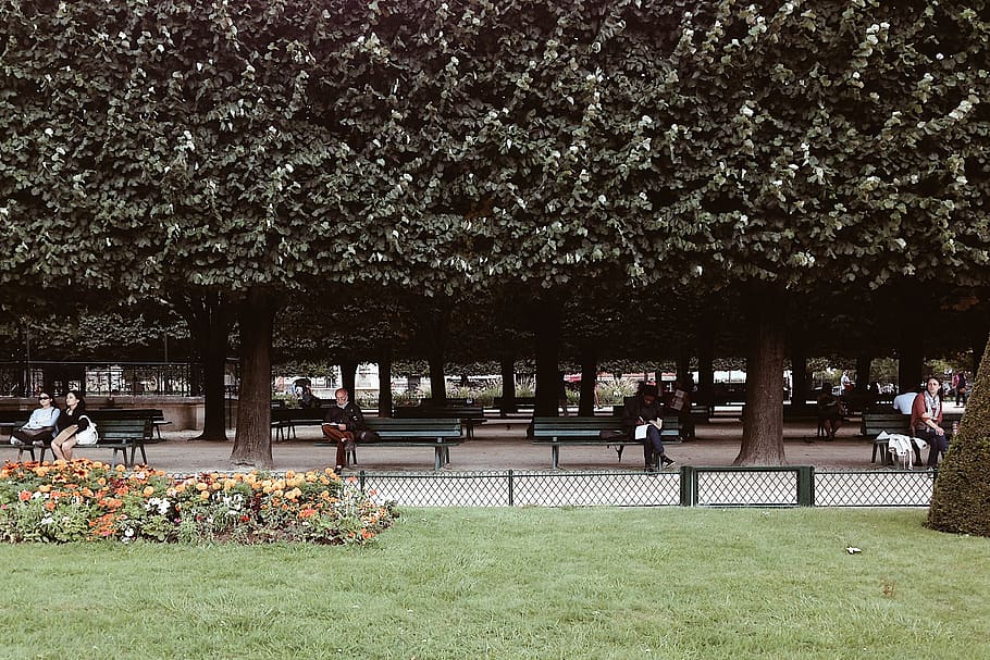 france, paris, trees, bench, park, plant, growth, nature, park - man made space HD wallpaper