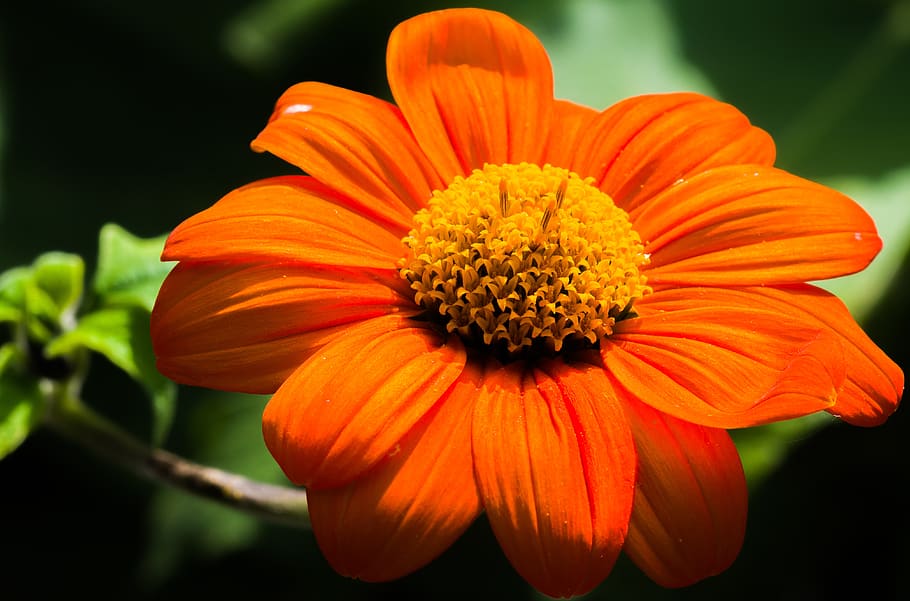 flower, orange, button, close up, macro, nature, blossom, bloom HD wallpaper