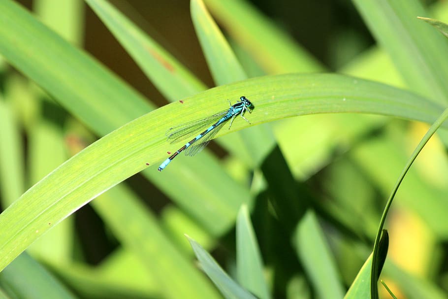 dragonfly, blue dragonfly, insect, diptera, arthropod, macro HD wallpaper