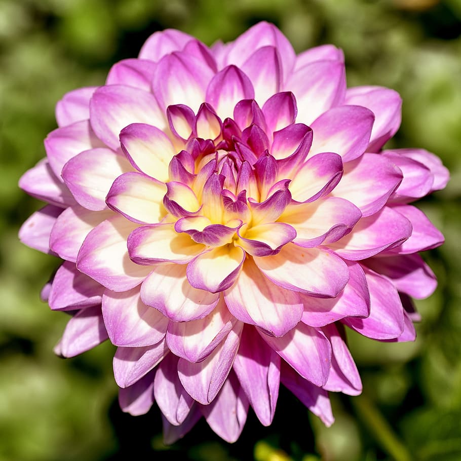 flower, nature, summer, spring, petal, pink, garden, flowering plant HD wallpaper