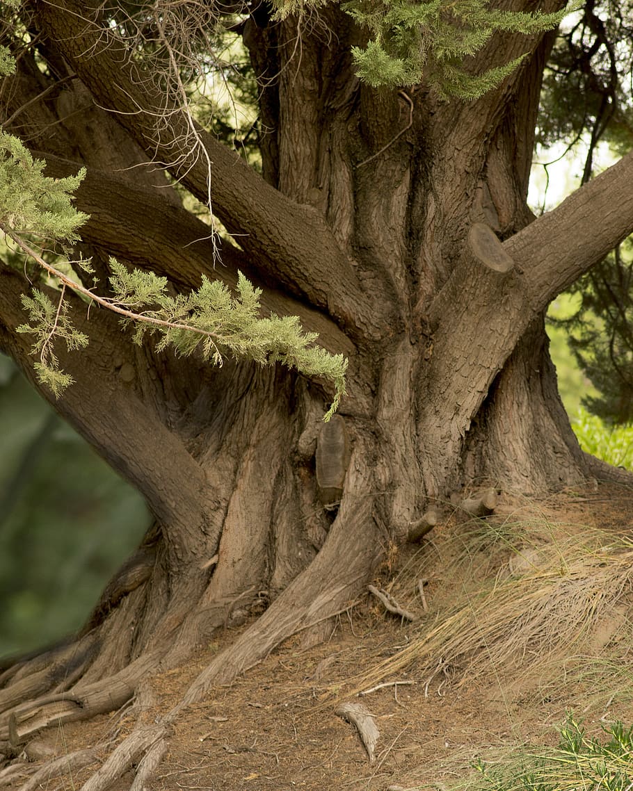tree trunk, plant, nature, growth, no people, day, plant part HD wallpaper