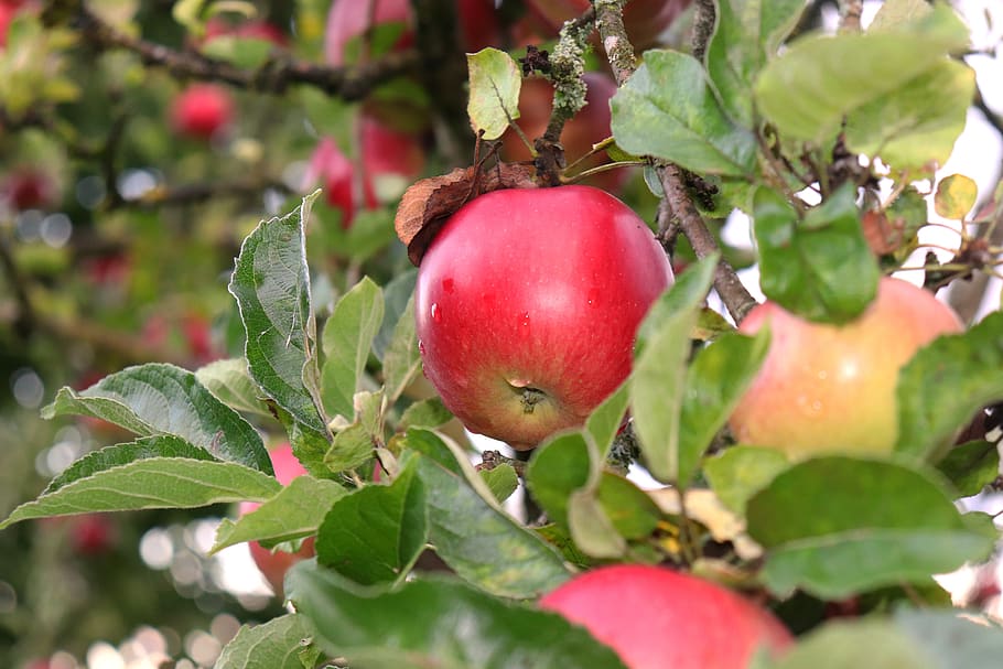 apple, apple tree, fruit, orchard, healthy, harvest, red, bio HD wallpaper
