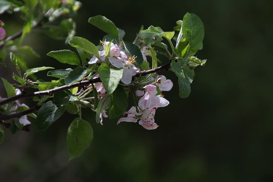 spring, bloom, apple tree, blossom, nature, plant, growth, leaf HD wallpaper