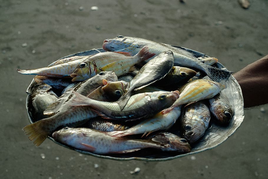 fresh catch, fish, beach, seafood, food and drink, animal, vertebrate HD wallpaper
