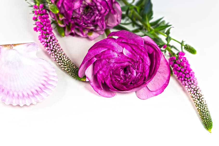 ranunculus, blossom, bloom, spring, nature, plant, white, pink HD wallpaper