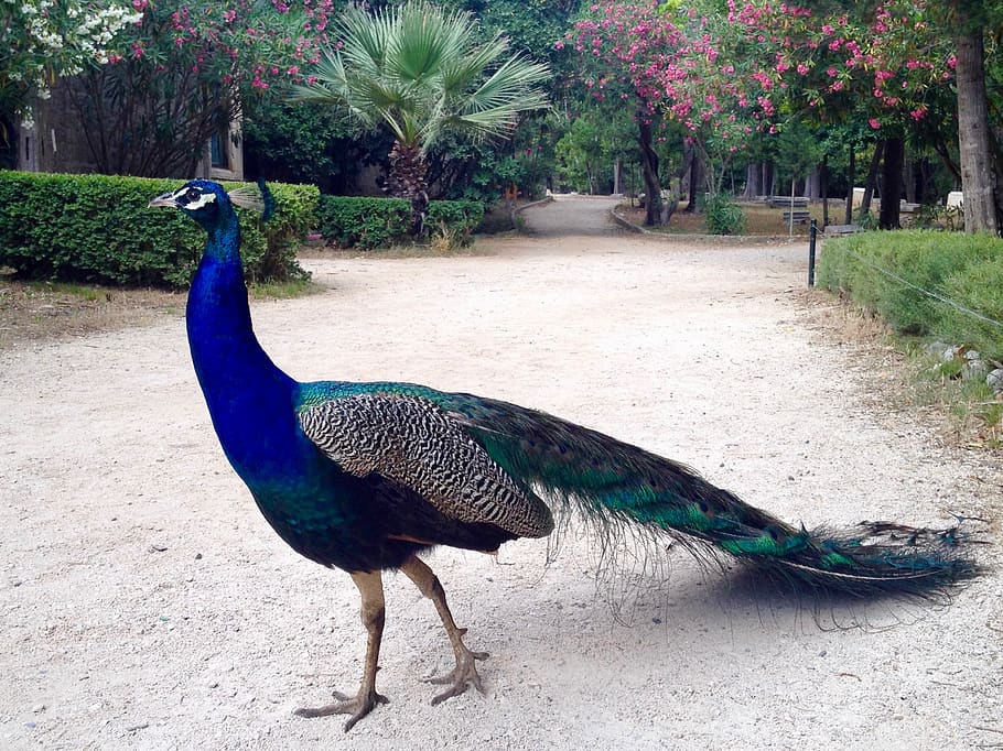 croatium, bird, peacock, animal, vertebrate, animal wildlife HD wallpaper