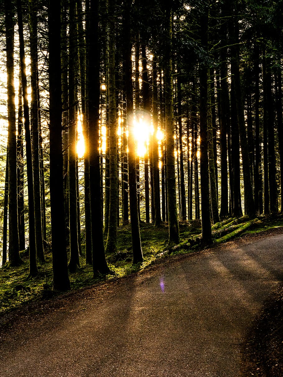 light, flare, sunlight, tree, sky, nature, outdoors, sunrise HD wallpaper