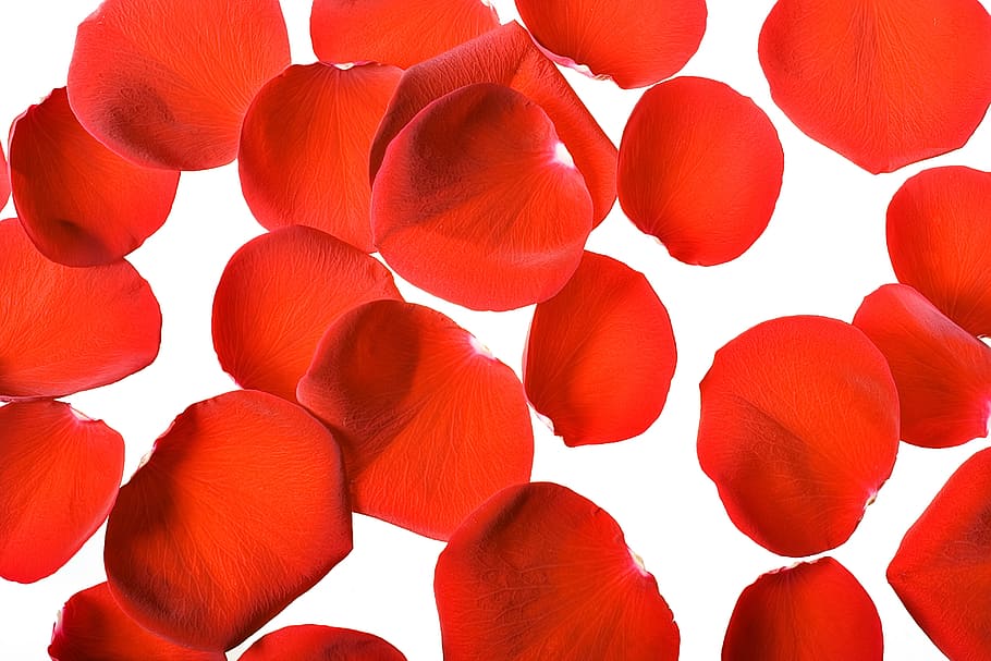 con2011, rose, petals, red, white background, backgrounds, no people HD wallpaper