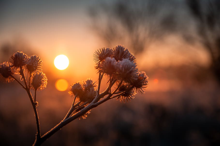 frost, cold, sun, sunrise, diestel, mood, romantic, atmosphere HD wallpaper