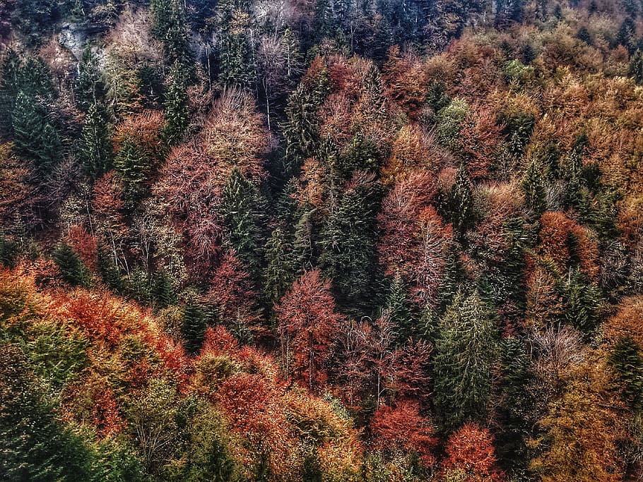 aerial view of trees, plant, growth, beauty in nature, tranquility HD wallpaper