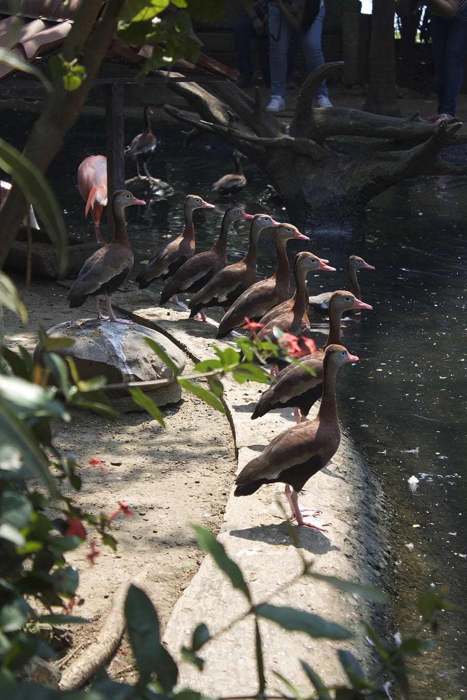 tabasco, mexico, birds, group of animals, animals in the wild HD wallpaper