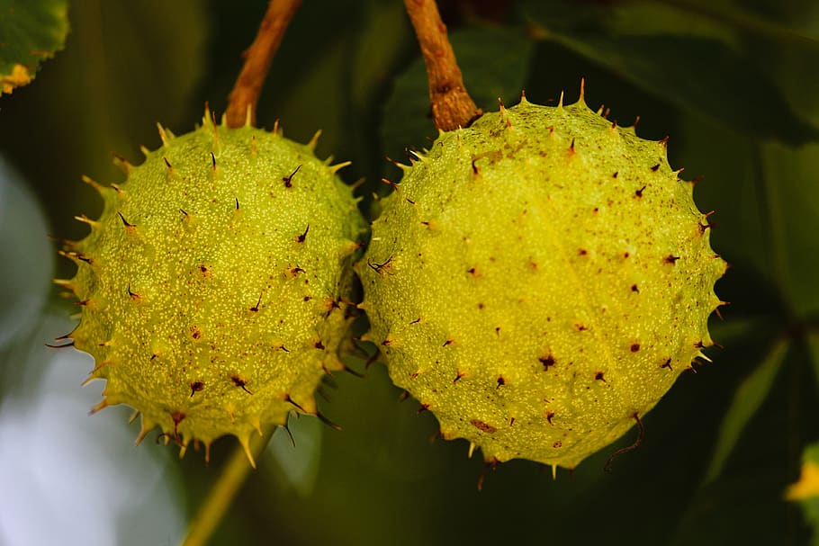 chestnut, prickly, immature, tree, fruit, nature, fruits, plant HD wallpaper