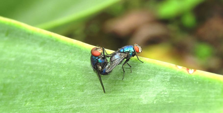 macro, insect, flies copulating, armenia, invertebrate, animal wildlife, HD wallpaper