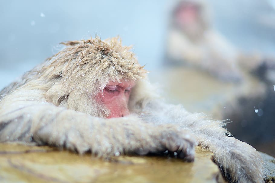 sleep, monkey, winter, cold, hairy, warm, beauty, sleeping HD wallpaper