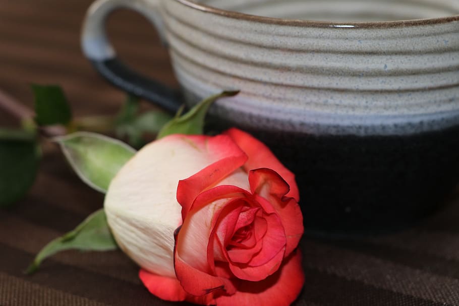 tea cup, rose, red, orange, flower, still life, freshness, flowering plant HD wallpaper