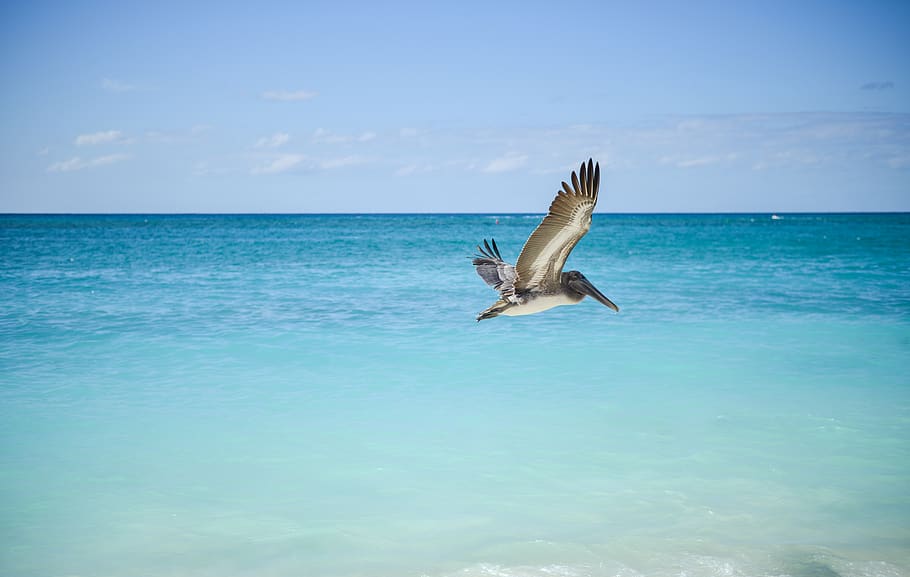 Gray and White Pelican Flying Above Large Body of Water, sea HD wallpaper