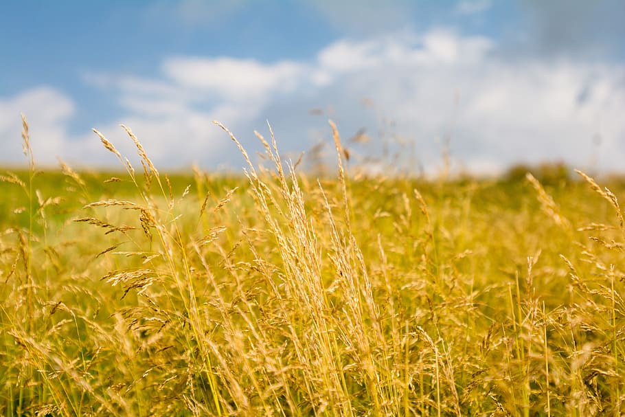 brown plants during daytime, field, land, landscape, growth, sky HD wallpaper