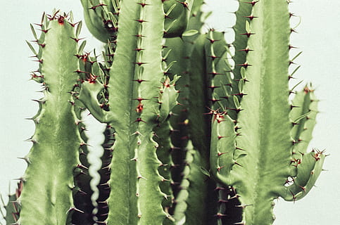 green cacti plant, cactus, pineapple, food, fruit, animal, insect HD wallpaper