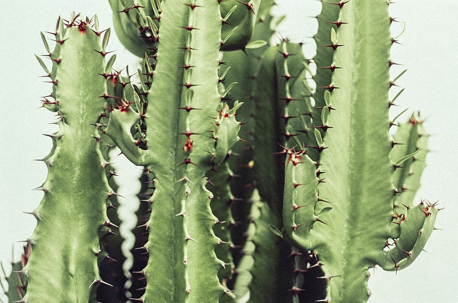 green cacti plant, cactus, pineapple, food, fruit, animal, insect HD wallpaper