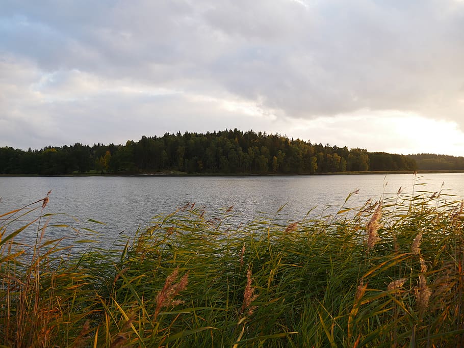 sweden, vaxholm, lake, wind, plant, water, cloud - sky, tranquility, HD wallpaper