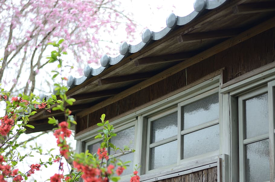 Online crop | HD wallpaper: roofing tile, window, plant, flowering