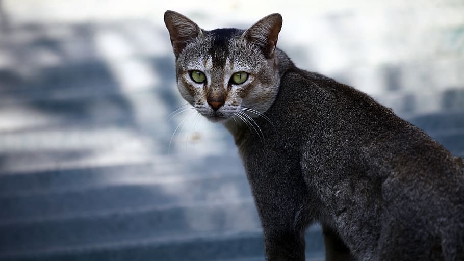nepal, biratnagar, mammal, animal themes, one animal, cat, domestic HD wallpaper