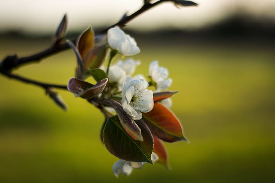 flower, closeup, plant, flowering plant, beauty in nature, growth HD wallpaper
