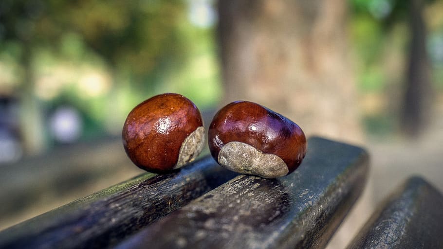 chestnuts, fruits, brown, bright, autumn, season, color, september
