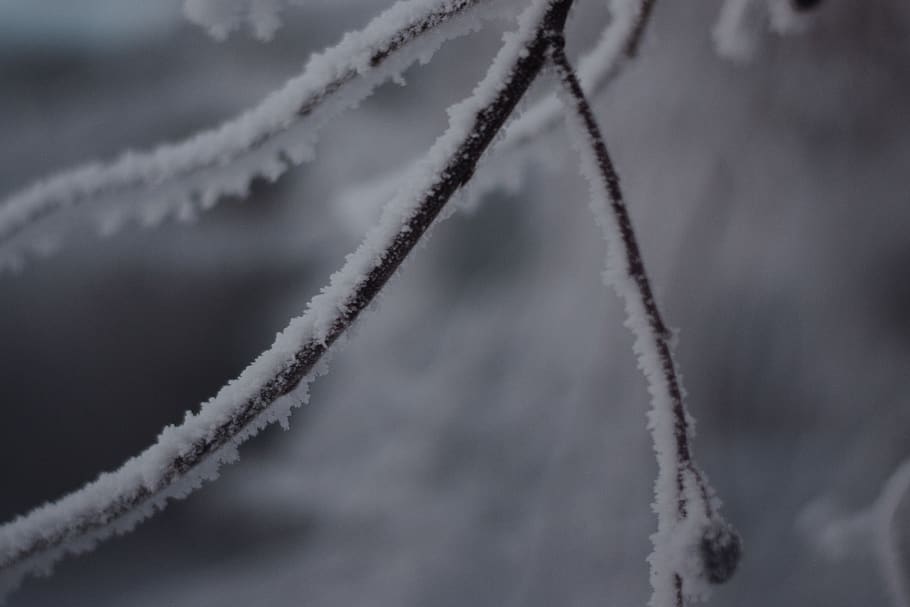snow, forest, vapor trail, no people, day, selective focus HD wallpaper