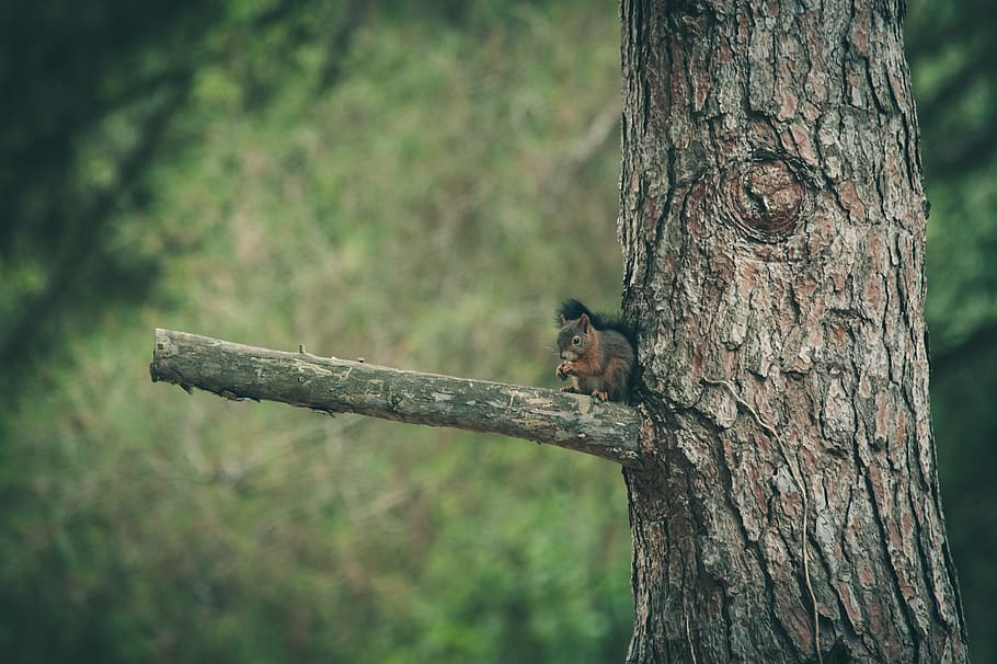 squirrel, nature, forest, animal, cute, rodent, animal world