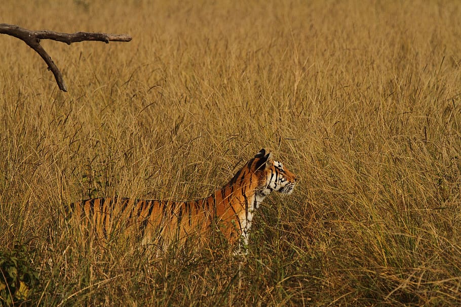 tiger surrounded by grass, field, outdoors, grassland, mammal HD wallpaper