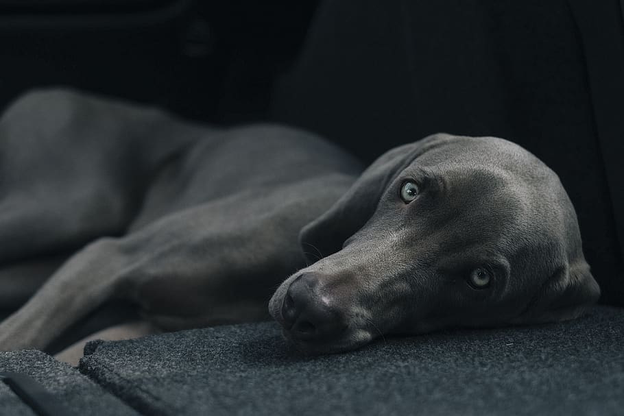 dog, pet, lying, resting, canine, domestic, animal, purebred HD wallpaper