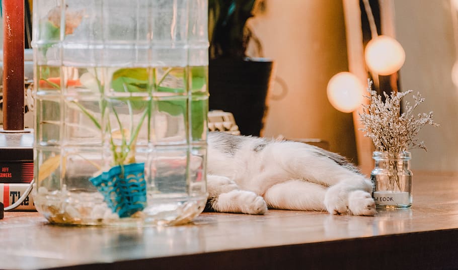 Cat Lying on Table, container, decor, decoration, design, feline HD wallpaper