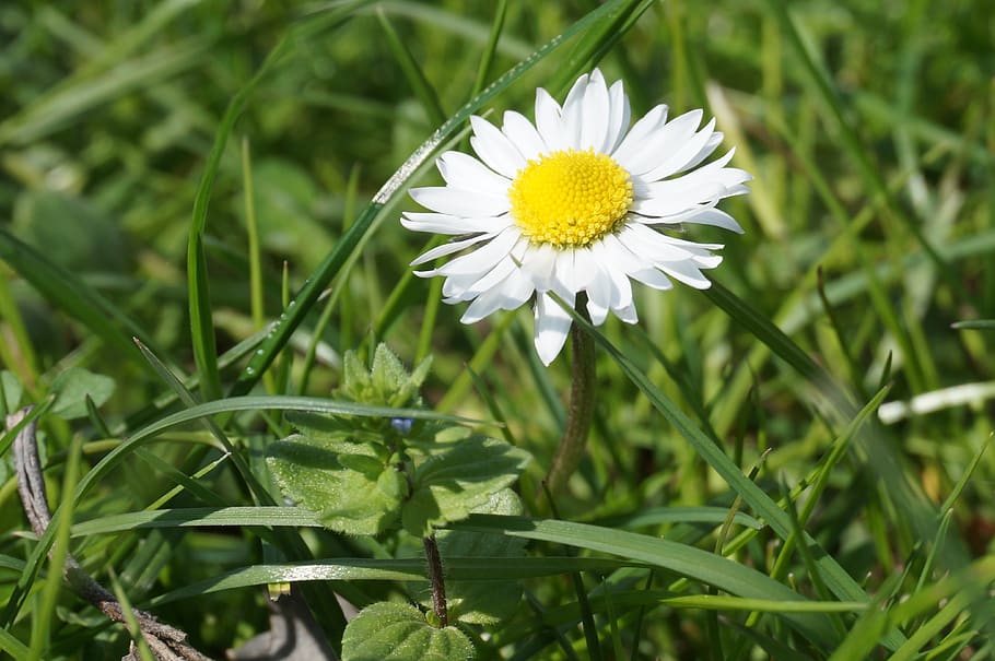 daisy, simple, sunny, bloom, floral, spring, natural, petals HD wallpaper