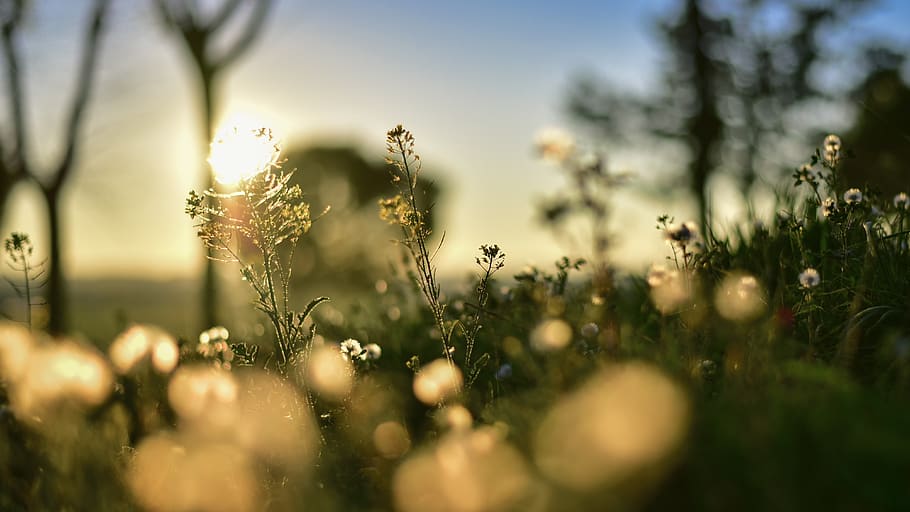 sun, spring, nature, garden, yellow, sunny, clouds, sky, field HD wallpaper