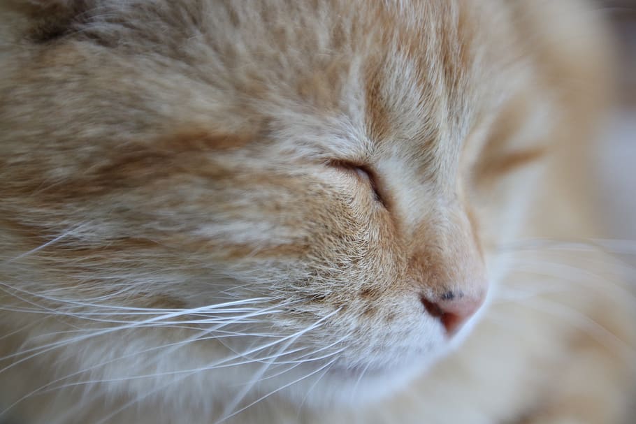cat, sleeping, pet, animal, cute, fur, fuzzy, domestic, feline HD wallpaper