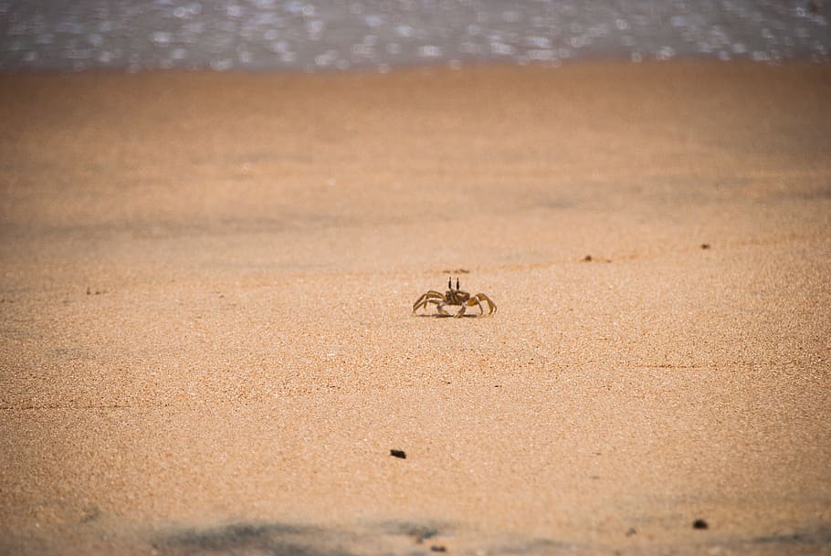 sand, land, no people, beach, nature, animal themes, day, outdoors HD wallpaper
