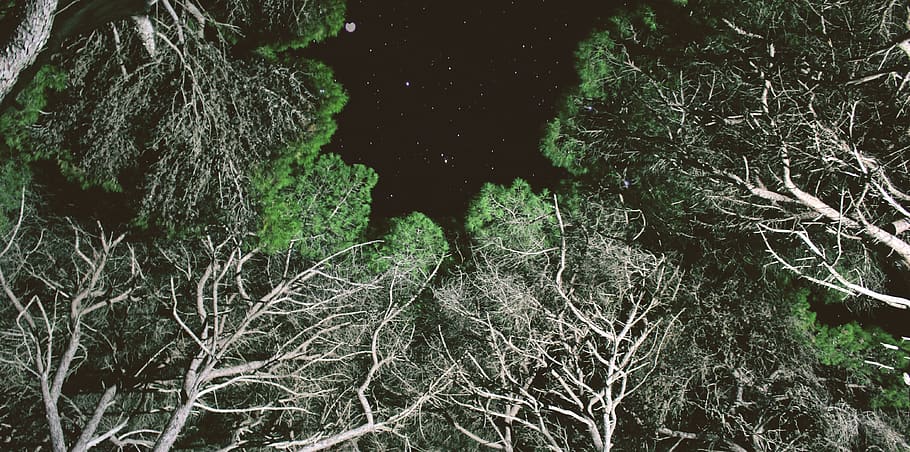 trees during nighttime, plant, vegetation, nature, outdoors, land HD wallpaper
