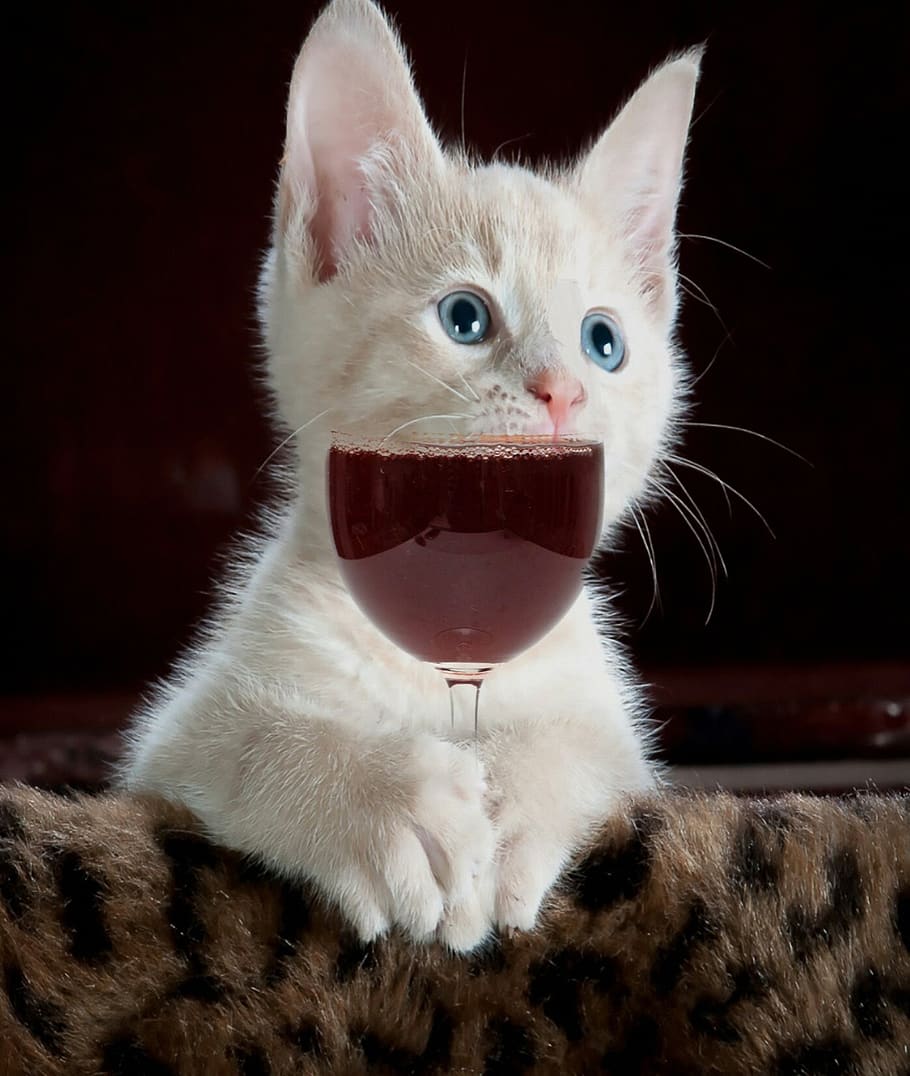 cat, cute, kitten, pet, domestic, animal, small, young, fluffy HD wallpaper