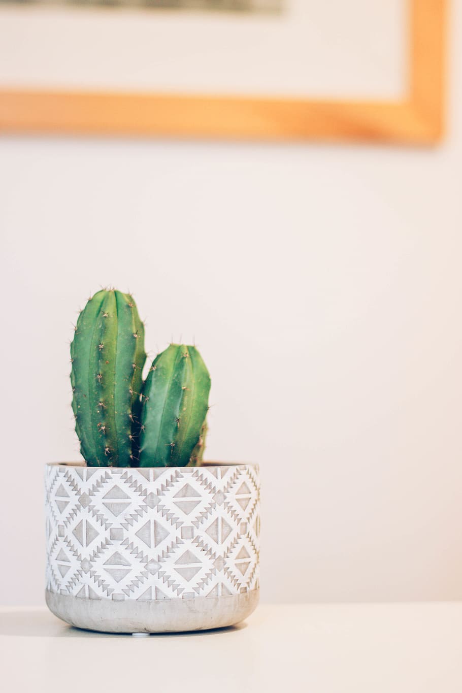 HD wallpaper: green cactus plant on white panel, minimalist, soft, nature,  fruit | Wallpaper Flare
