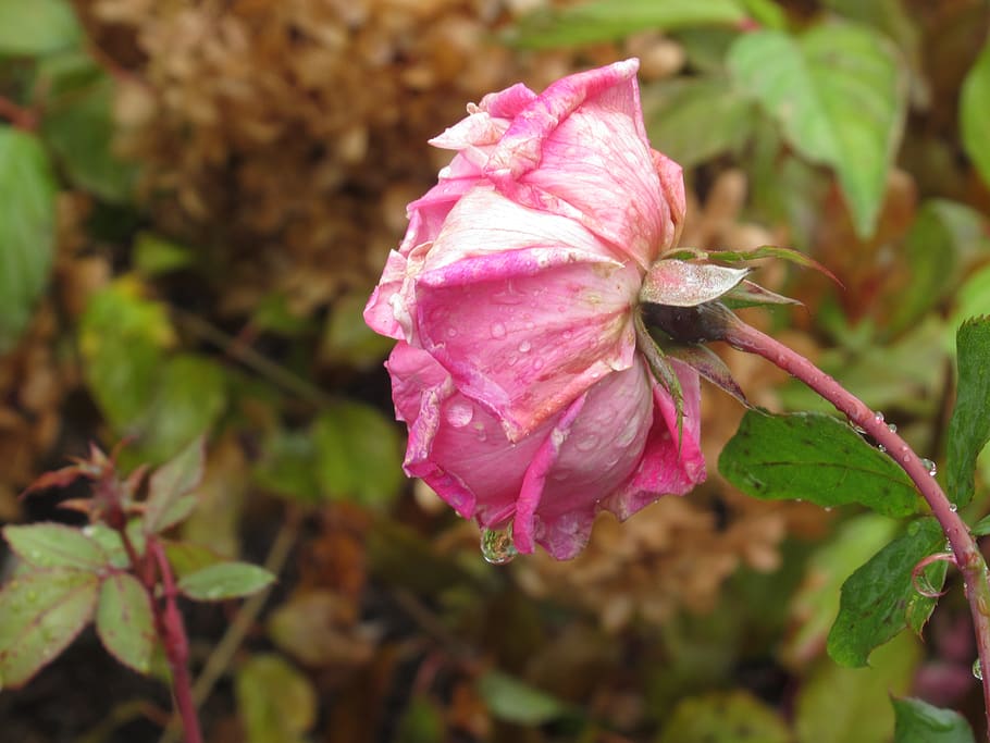 rose, flower, nature, rain, pink, petals, garden, raindrops, HD wallpaper