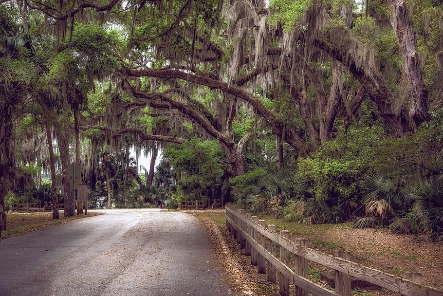 moss, trees, canopy, florida, nature, landscape, mystical, mood HD wallpaper