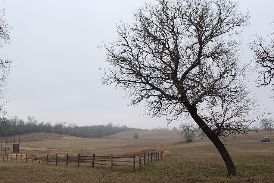 tree, landscape, plant, sky, field, fog, tranquility, environment HD wallpaper
