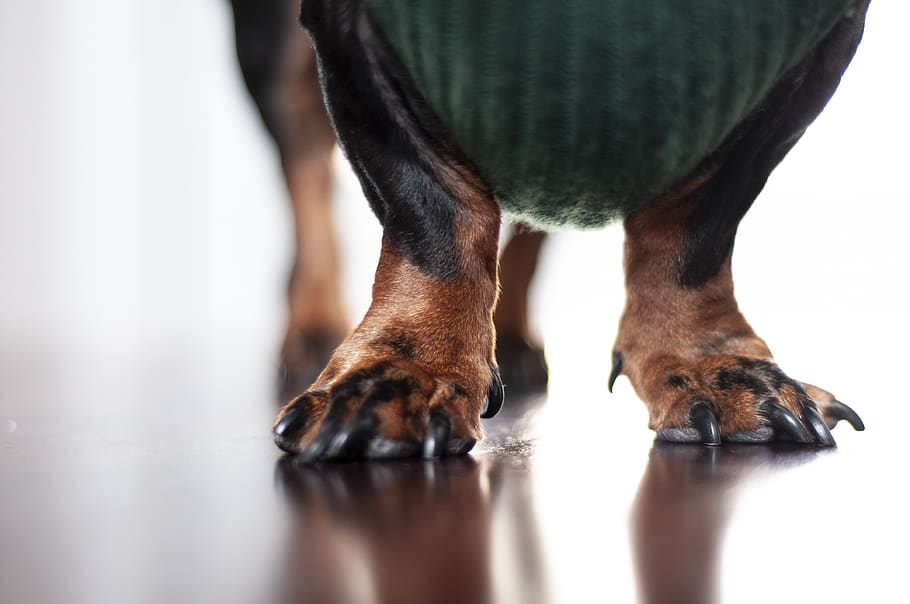 brown and black dog, mammal, one animal, domestic, pets, animal themes HD wallpaper