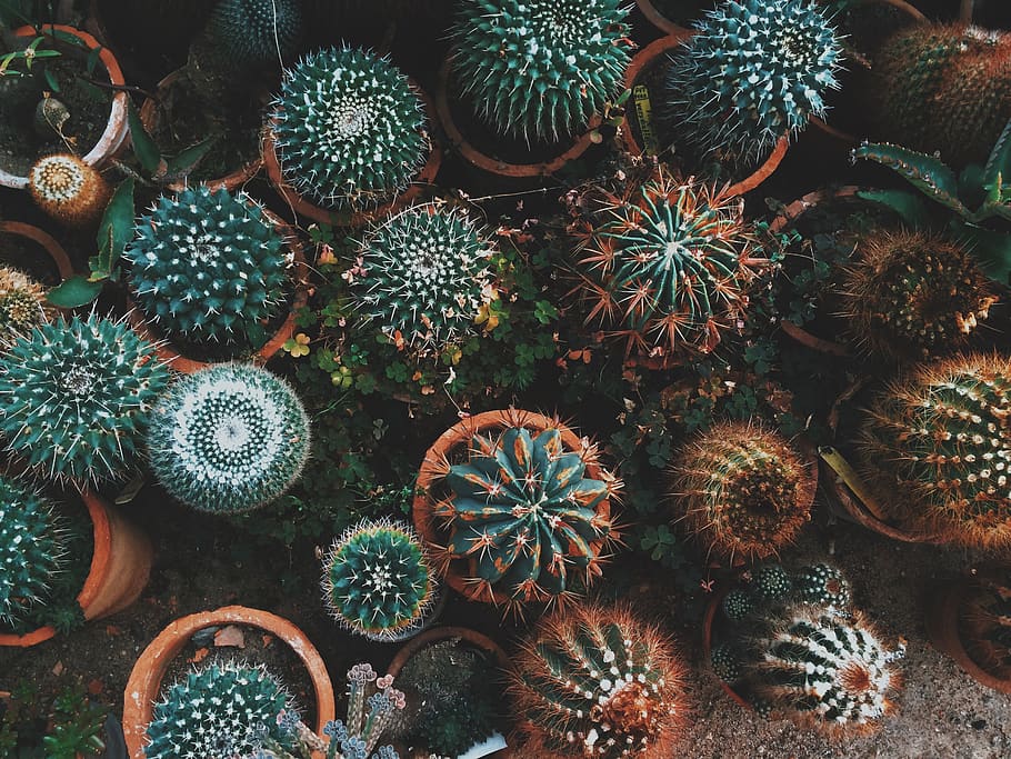 cactus, cactuses, potters, wallpaper, green, nature, flowers HD wallpaper