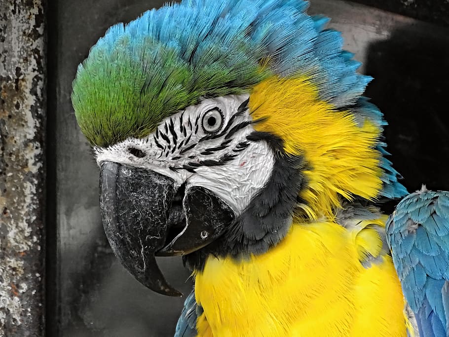 yellow macaw, ara, bird, parrot, colorful, side, detail, tongue, HD wallpaper