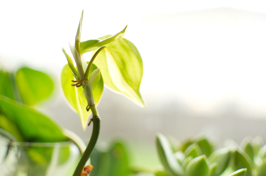 plant, green, plant part, leaf, green color, growth, nature HD wallpaper