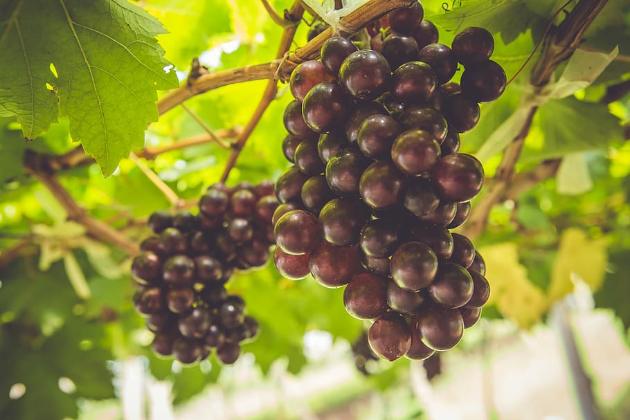 grape, fruit, grapes, vine, healthy, green, harvest, vitamins HD wallpaper